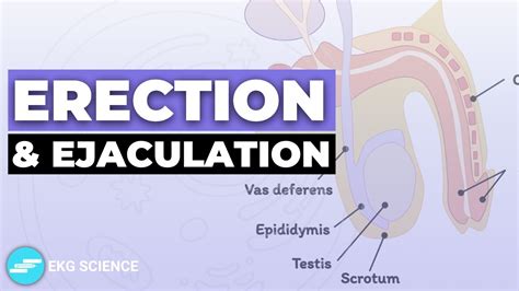 men's dick's|Penis: Anatomy, Picture, Erection, and Ejaculation .